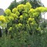 604960-thalictrum-flavum-ssp-glaucum