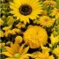 614600-tuinboeket-in-geel