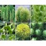 614700-tuinboeket-in-groen