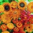614900-tuinboeket-in-oranje