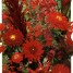 615100-tuinboeket-in-rood