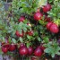 819105-cranberry-howes