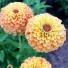 561908-zinnia-elegans-queeny-lemon-peach