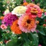 561940-zinnia-elegans-scabiosabloemige-mix