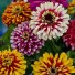 562100-zinnia-elegans-whirlygig-improved-mixture