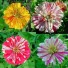 562250-zinnia-elegans-zebra-mixture-candy-stripe-mixed