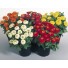 562260-zinnia-elegans-zinnita-formula-mix