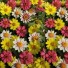 562275-zinnia-marylandica-raspberry-lemonade-mixture
