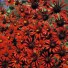 562400-zinnia-tenuiflora-red-spider