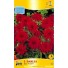 710600-dahlia-red-pigmy