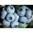 818510-blauwe-bes-berkeley