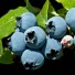 818516-blauwe-bes-elliot-elisabeth