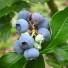 818527-blauwe-bes-jersey