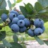 818553-blauwe-bes-sweetheart