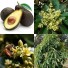 831160-avocado