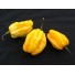 831610-habanero-ajoema-geel