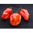 831615-habanero-ajoema-rood