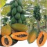 832483-papaya