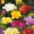 719470-freesia-hybride-double-mix