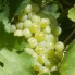 821570-witte-kasdruif-golden-champion