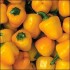 205850-paprika-mini-yellow-bell