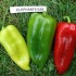 205860-paprika-elephant-ear-atri