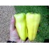 206100-paprika-super-sweet-banana-f1-gypsy-banana-f1-banana-bounty-f1
