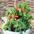 206140-paprika-sweet-boneta-paragon