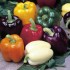 206200-paprika-sweet-rainbow-mixture-f1