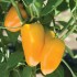 206360-paprika-yummy-yellow-f1-lunchbox-yellow