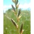 394290-raaigras-italiaans-ligrande-virgyl