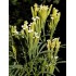 394450-tagetes-huacatay-mint
