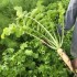 394490-tillage-rammenas-mino-early