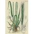 394580-winterrogge-dukato-elias-reetta-duoniai-dankowskie-rubin-admiraal-antoninskie