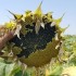 395000-zonnebloem-peredovick-iregi-rgt-inovell