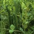 395710-mengsel-groenbemesters