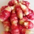 409151-oca-crimson-gold