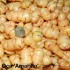 409160-oca-amarillo