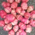 409174-oca-zoetewei-pink