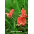 530000-lathyrus-annuus-hothem-red