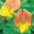 530030-lathyrus-belinensis-goldmine