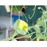 530050-lathyrus-chloranthus-lemonade