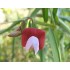 530055-lathyrus-clymenum