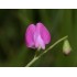530070-lathyrus-hirsutus
