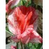 530100-lathyrus-odoratus-america-queen-isles
