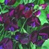 530120-lathyrus-odoratus-black-knight
