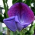 530140-lathyrus-odoratus-captain-the-blues