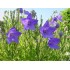 600320-platycodon-grandiflorus-blue