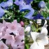 600325-platycodon-grandiflorus-mixed
