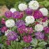 600800-primula-denticulata